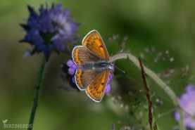 Violettkantad guldvinge-8445