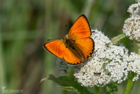 Vitfläckig guldvinge-8856