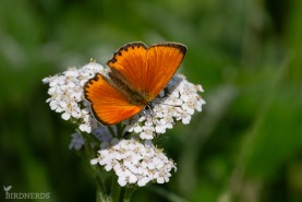 Vitfläckig guldvinge-8866