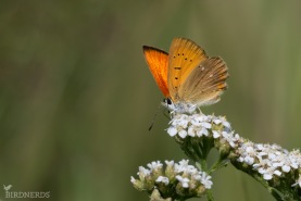 Vitfläckig guldvinge-8870