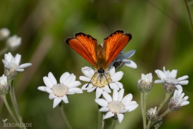 Vitfläckig guldvinge-8898