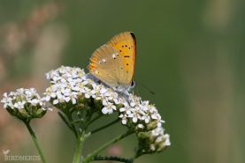 Vitfläckig guldvinge-8963