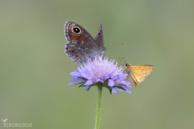 Vitgräsfjäril - ängssmygare-8311