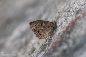 Vitgräsfjäril-4210