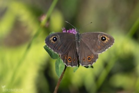 Vitgräsfjäril-5183