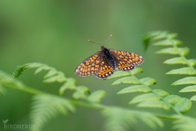 Väddnätfjäril-0918