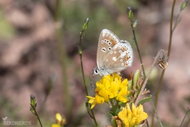 Väpplingblåvinge-6134