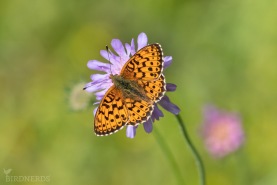 Älggräspärlemorfjäril-2051