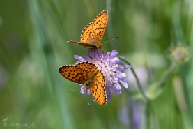 Älggräspärlemorfjäril-2073