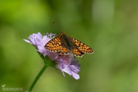 Älggräspärlemorfjäril-6388