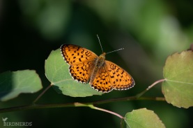 Älggräspärlemorfjäril-8382