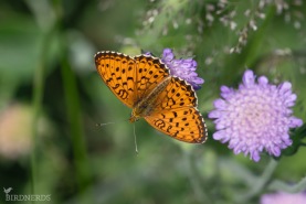 Älggräspärlemorfjäril-8409