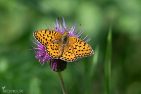 Älggräspärlemorfjäril-8495