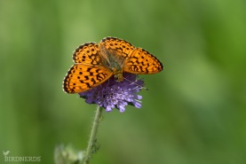 Älggräspärlemorfjäril-8753