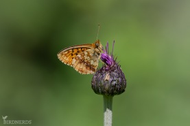 Älggräspärlemorfjäril-8756