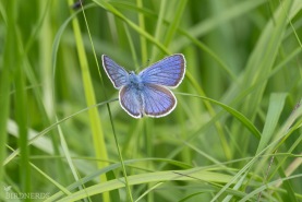 Ängsblåvinge-1867
