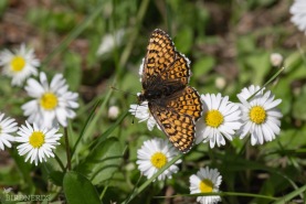 Ängsnätfjäril-0987