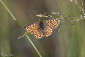 Ängsnätfjäril-2398