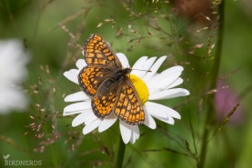 Ängsnätfjäril-6465