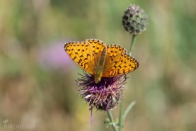 Ängspärlemorfjäril-4396