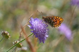 Ängspärlemorfjäril-4409