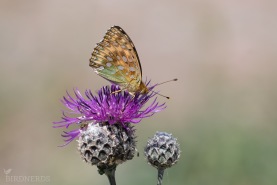 Ängspärlemorfjäril-4829