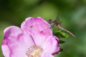 Blodröd ängstrollslända-1050