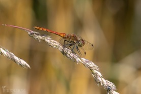Blodröd ängstrollslända-4186