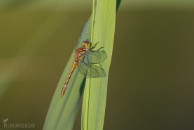 Blodröd ängstrollslända-4756