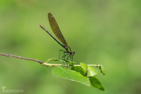 Blå jungfruslända-1430