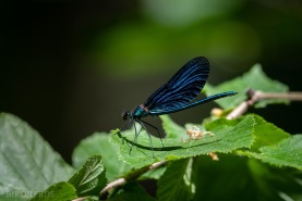 Blå jungfruslända-2412