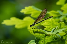 Blå jungfruslända-2481