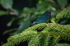 Blå jungfruslända-4021