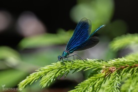 Blå jungfruslända-5766