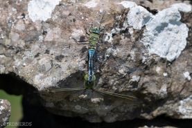 Blå kejsartrollslända-0728