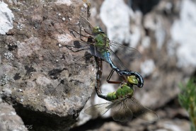 Blå kejsartrollslända-0739