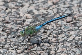 Blå kejsartrollslända-2869