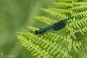 Blåbandad jungfruslända-4042