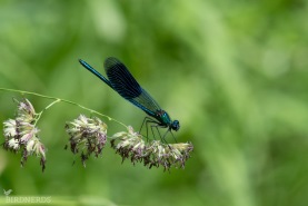 Blåbandad jungfruslända-4084