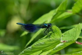 Blåbandad jungfruslända-8189