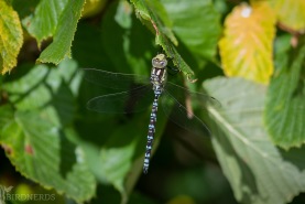 Blågrön mosaikslända-0035