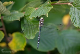 Blågrön mosaikslända-0043