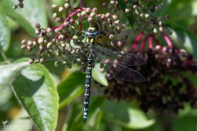 Blågrön mosaikslända-0916
