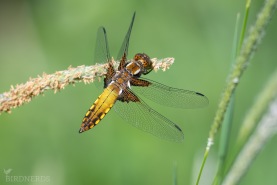 Bred trollslända-1624