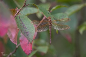 Brun mosaikslända-1910