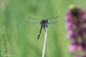 Citronfläckad kärrtrollslända-1501
