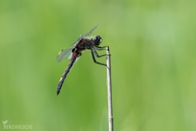 Citronfläckad kärrtrollslända-1519