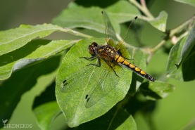 Citronfläckad kärrtrollslända-3943