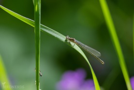 Dammflickslända-1642