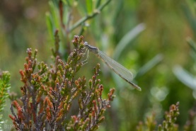 Flodflickslända-3031